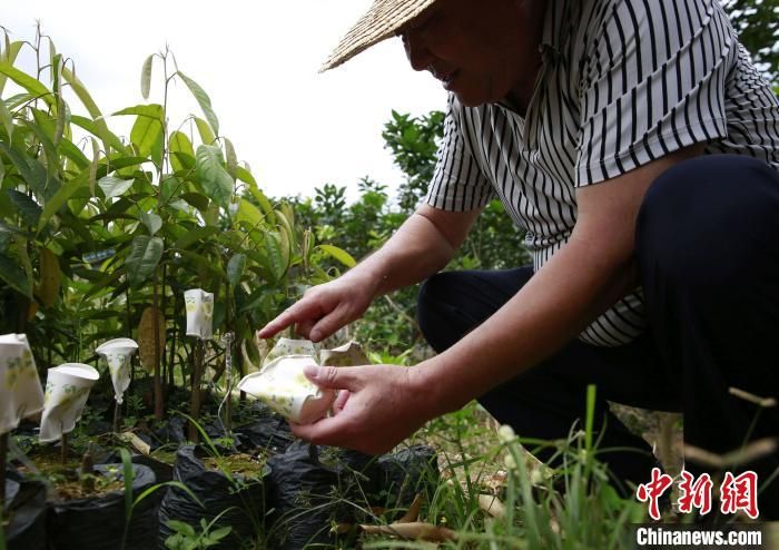 海南保亭一种植基地引种榴莲挂果 专家称产业化尚需试验探索