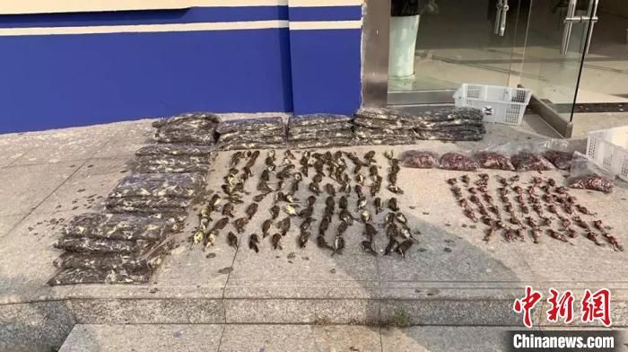 三千多只灰头鹀遭毒杀 宿迁法院“网判”一起非法狩猎案