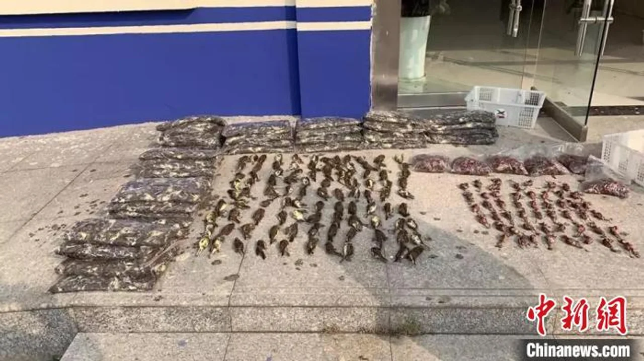 三千多只灰头鹀遭毒杀 宿迁法院“网判”一起非法狩猎案