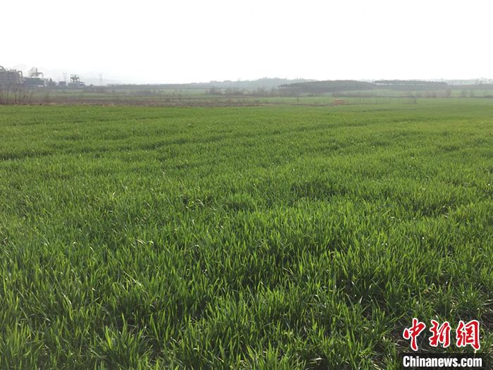故乡留守记：春风十里 荠麦青青 这个春节我在故乡自我隔离