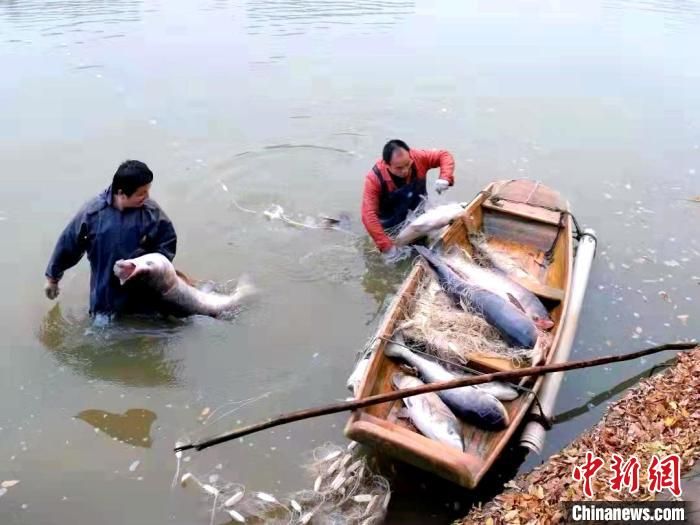 湖南一高校内湖冬捕 邀师生吃全鱼宴迎新年