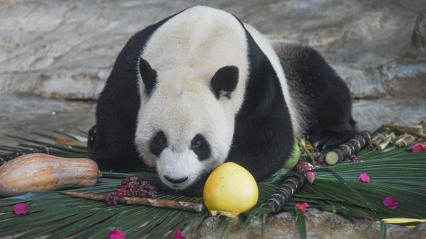 港媒评述：大熊猫成为中国“最可爱外交官”