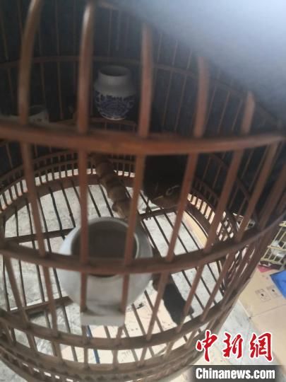 浙江永康警方一个月破获7起非法狩猎案 抓获14人
