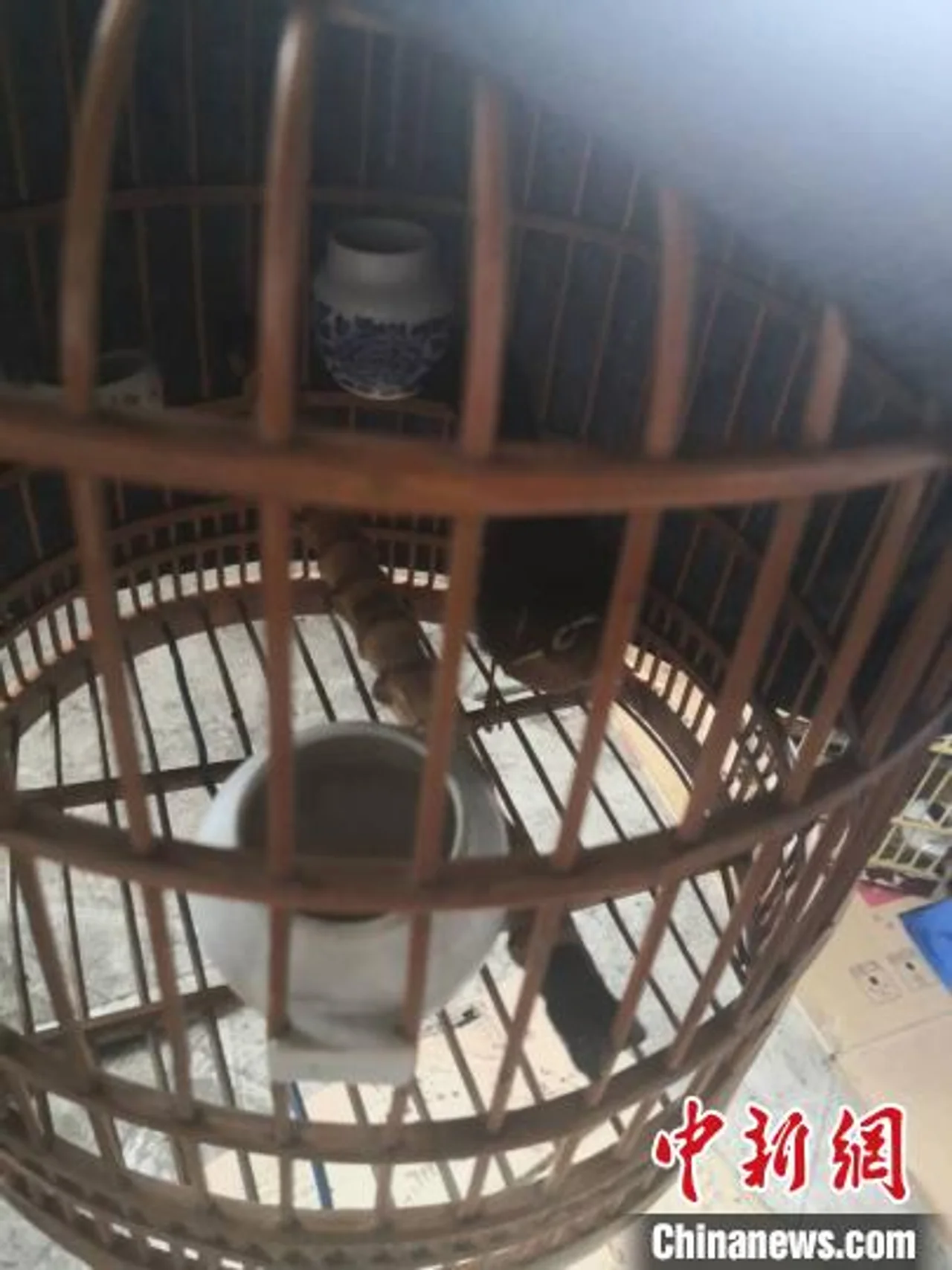 浙江永康警方一个月破获7起非法狩猎案 抓获14人