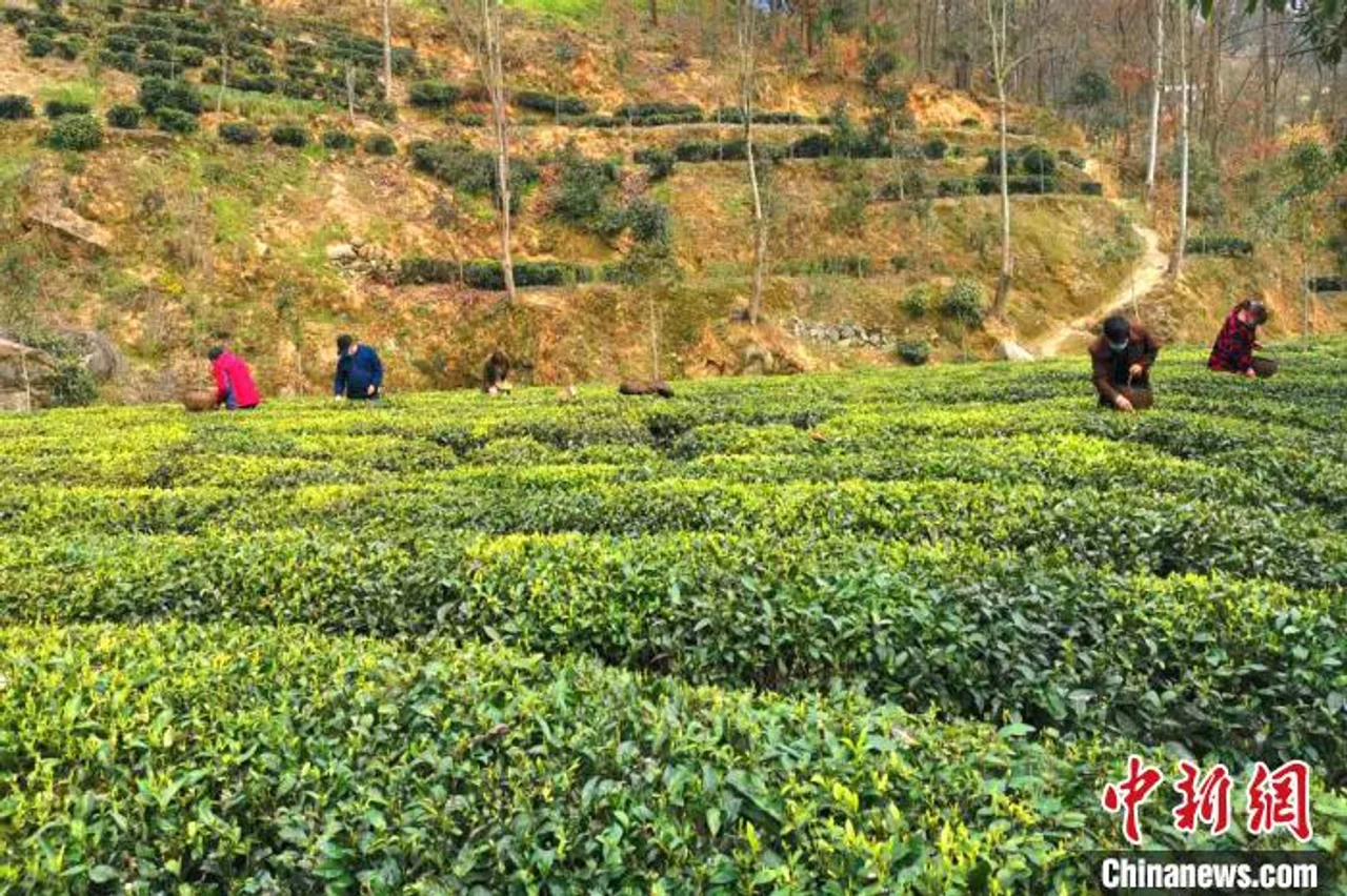 湖北山区茶园开摘保增收 茶企承诺不压价不欠款
