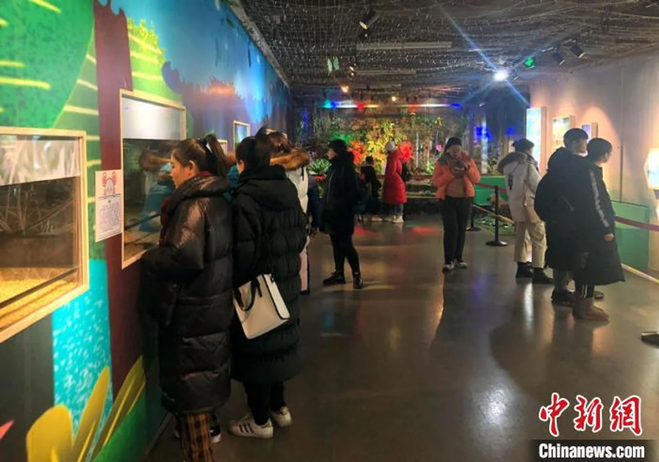 “萌宠精灵——玉‘鼠’临风”特展开展 萌鼠吸引八方游客