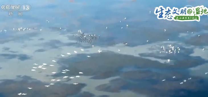 人防加技防 北大港湿地成候鸟天堂