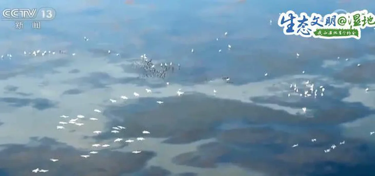 人防加技防 北大港湿地成候鸟天堂