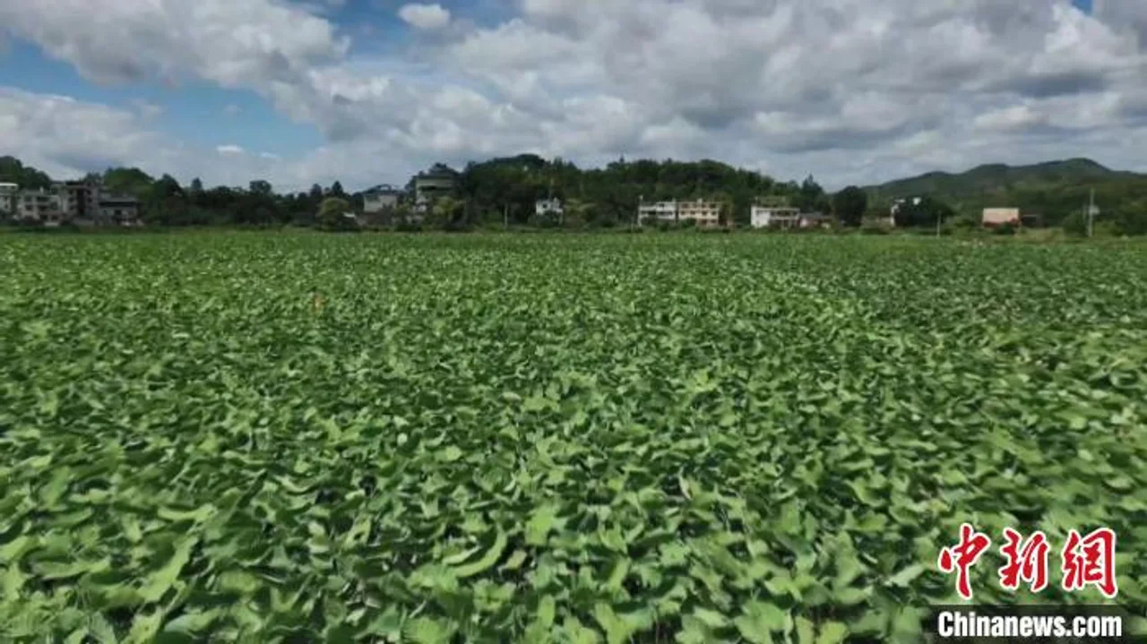 乡约福建:小小槟榔芋种出富“芋”路