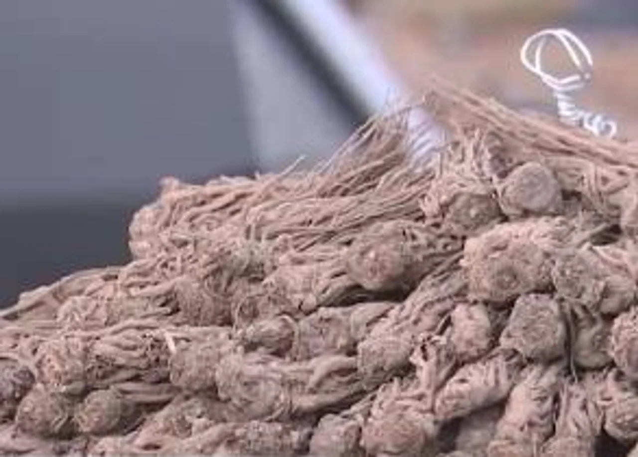 一个月涨幅超72%!经销商疯狂抢货!什么这么火?