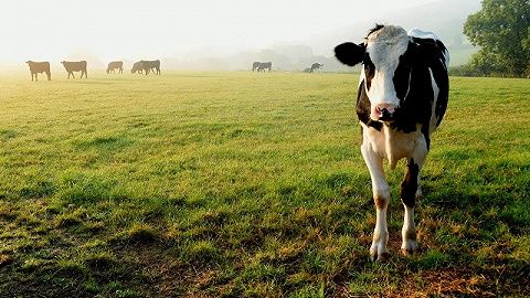 牛肉售价连涨10周：龙头获游资爆炒，板块还有机会吗？