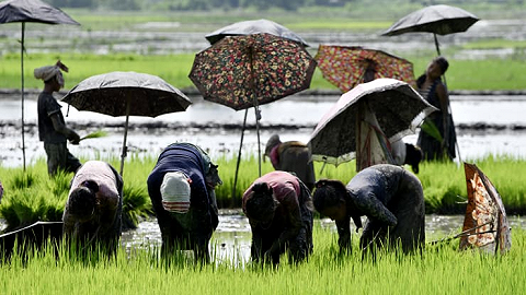 疫情影响物流与种植收割，泰国大米价格飙升至7年高位