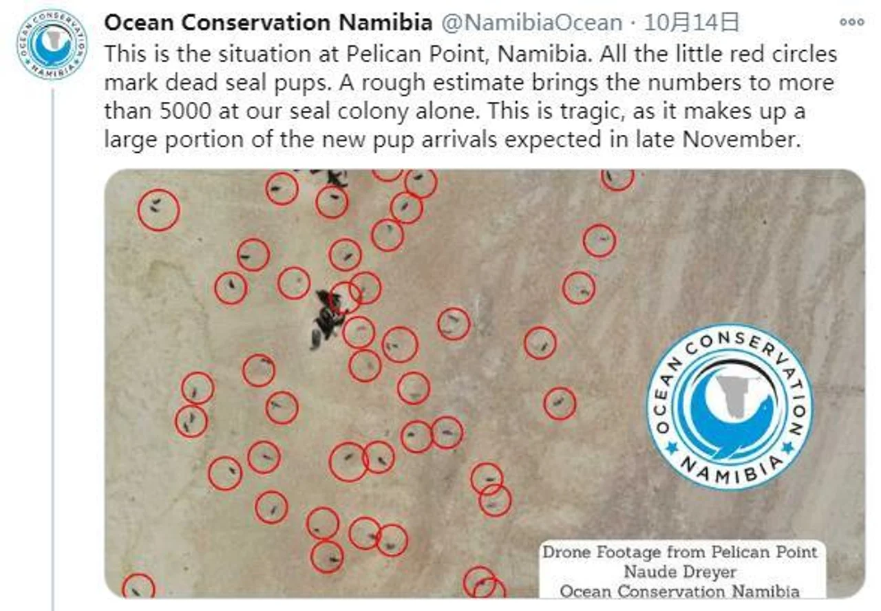 揪心!纳米比亚海岸现7000余头海豹尸体 死因未知