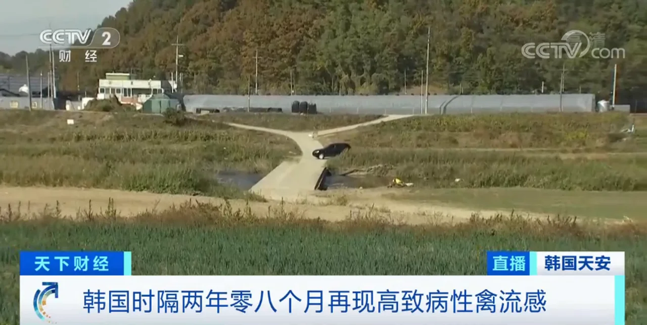 警戒线已拉起!又检出H5N8型高致病性禽流感病毒!韩国全国菜市场已禁止销售…