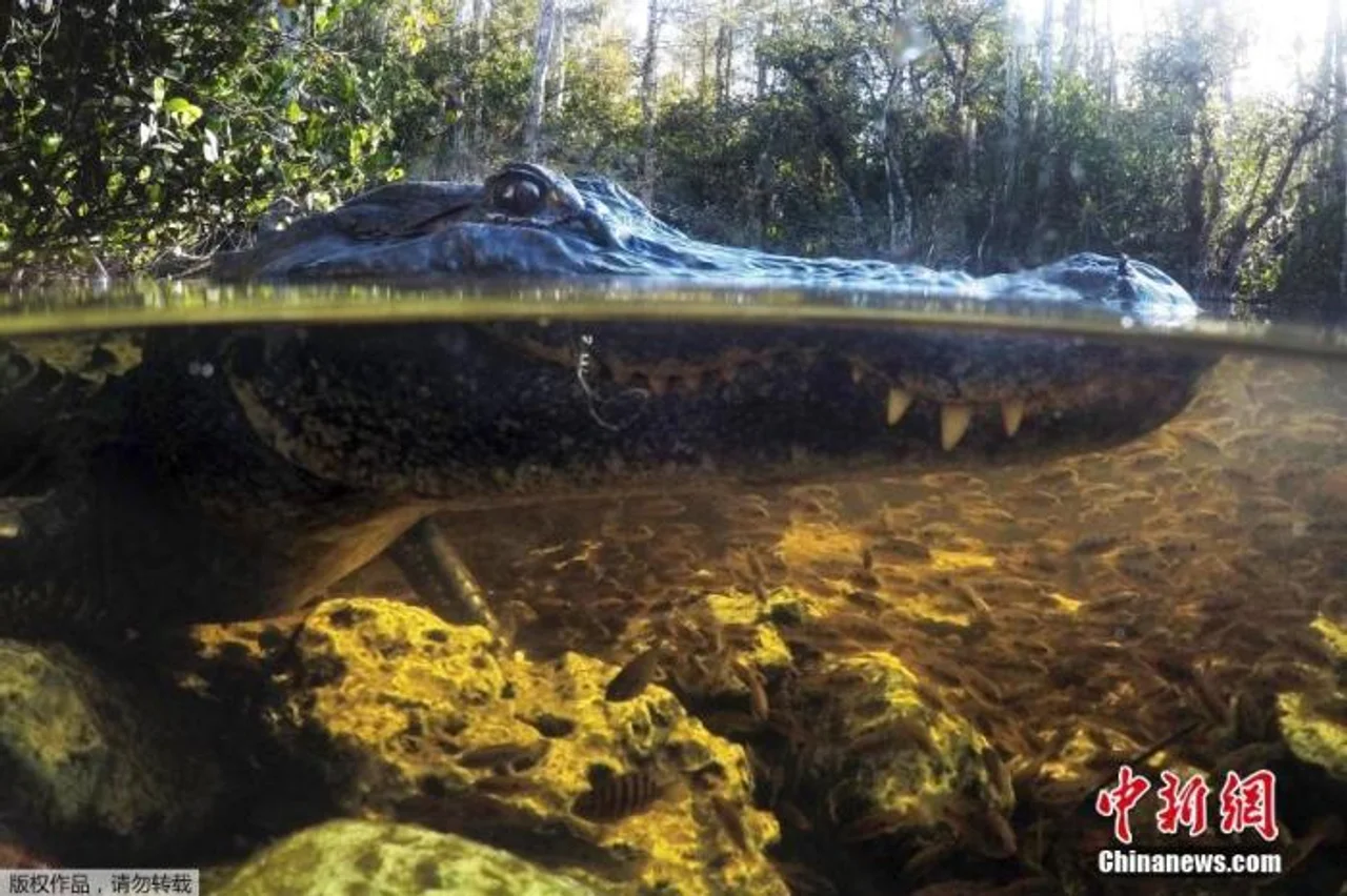 短吻鳄幼鳄能断尾重生?或有助开发修复伤口新疗法