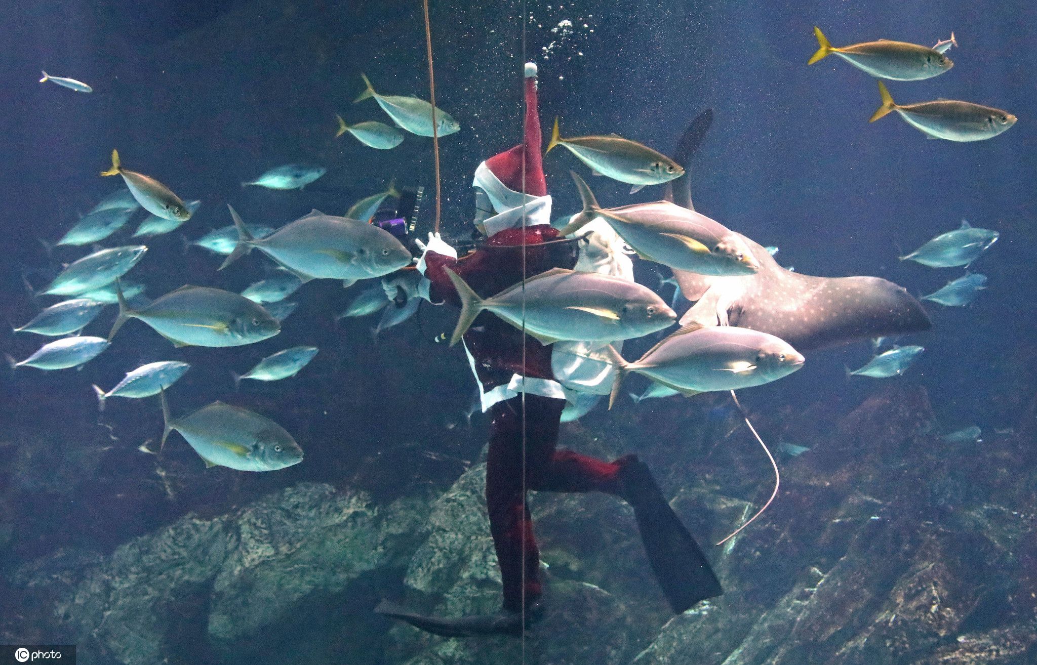 日本水族馆潜水员扮圣诞老人 与鱼儿共舞