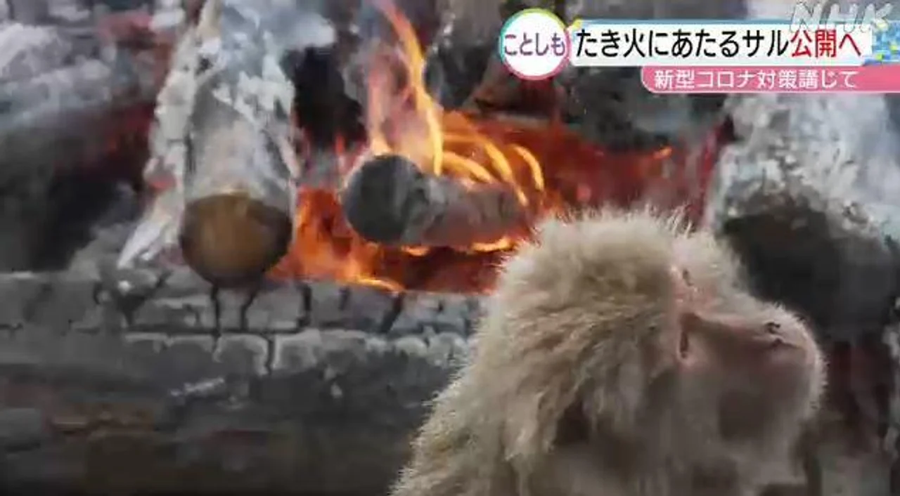 寒冬已至 日本猴子“烤火”取暖表情惬意(图)