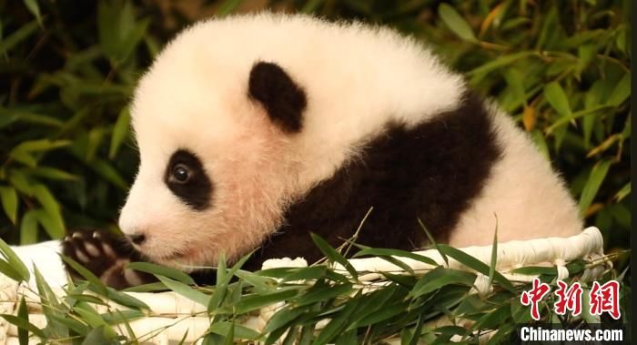 旅韩熊猫宝宝被取名“福宝” 每天吃1顿、睡20多小时