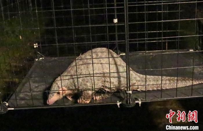 浙江仙居：中华穿山甲误闯厂区 经救护后连夜放生