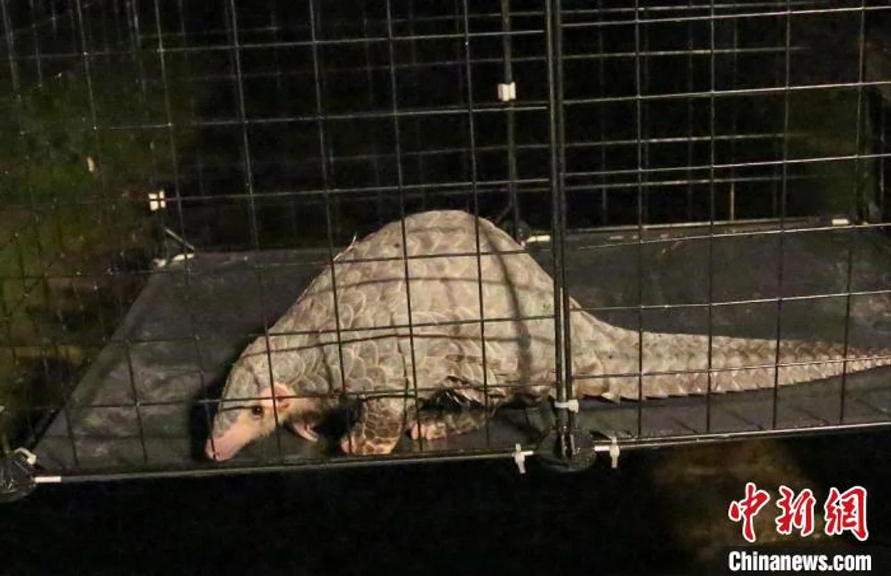 浙江仙居:中华穿山甲误闯厂区 经救护后连夜放生