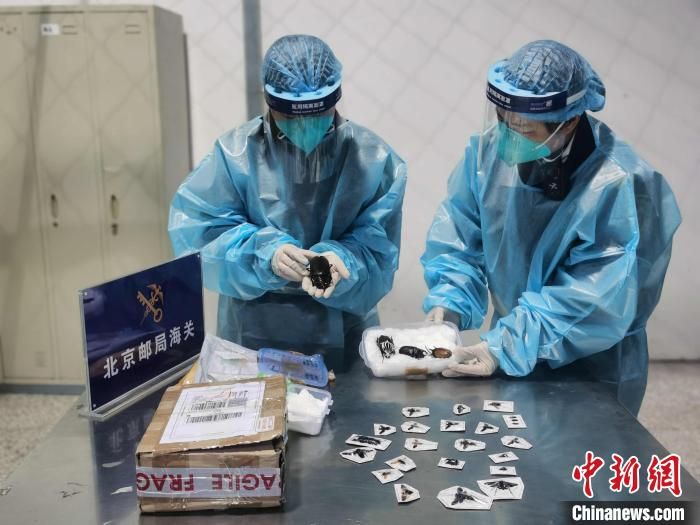 北京海关首次截获体型最大天牛标本