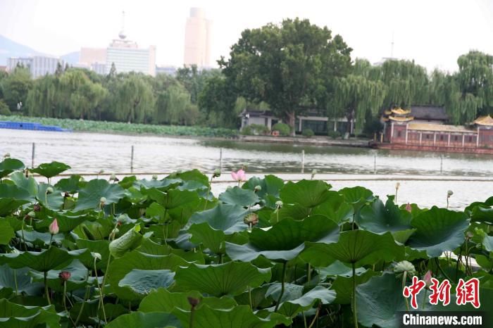 济南大明湖“藕花深处”再现并蒂莲 专人看护“保驾护航”