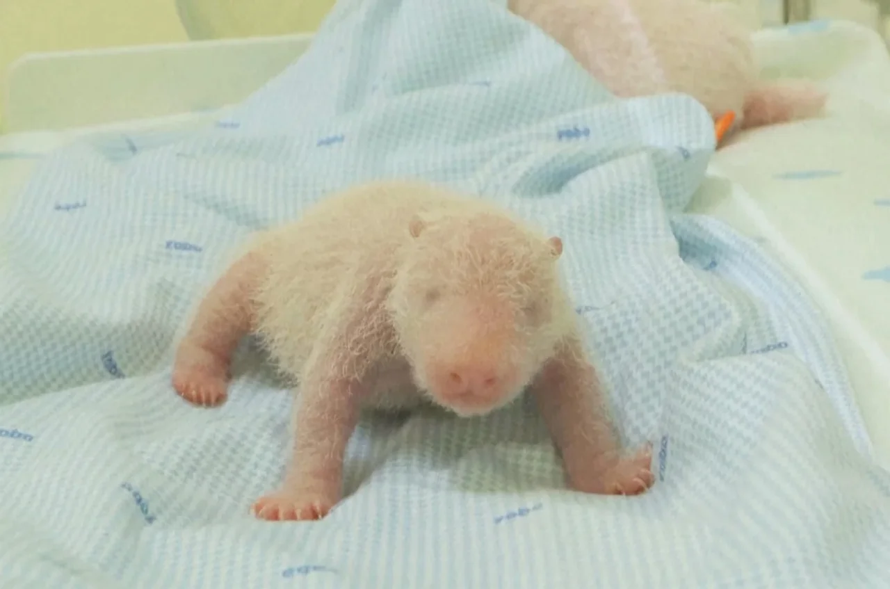 萌翻!印尼首只大熊猫幼崽亮相