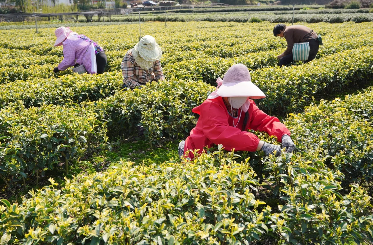 浙江松阳:以茶为链 打造线上线下双百亿级茶产业市场