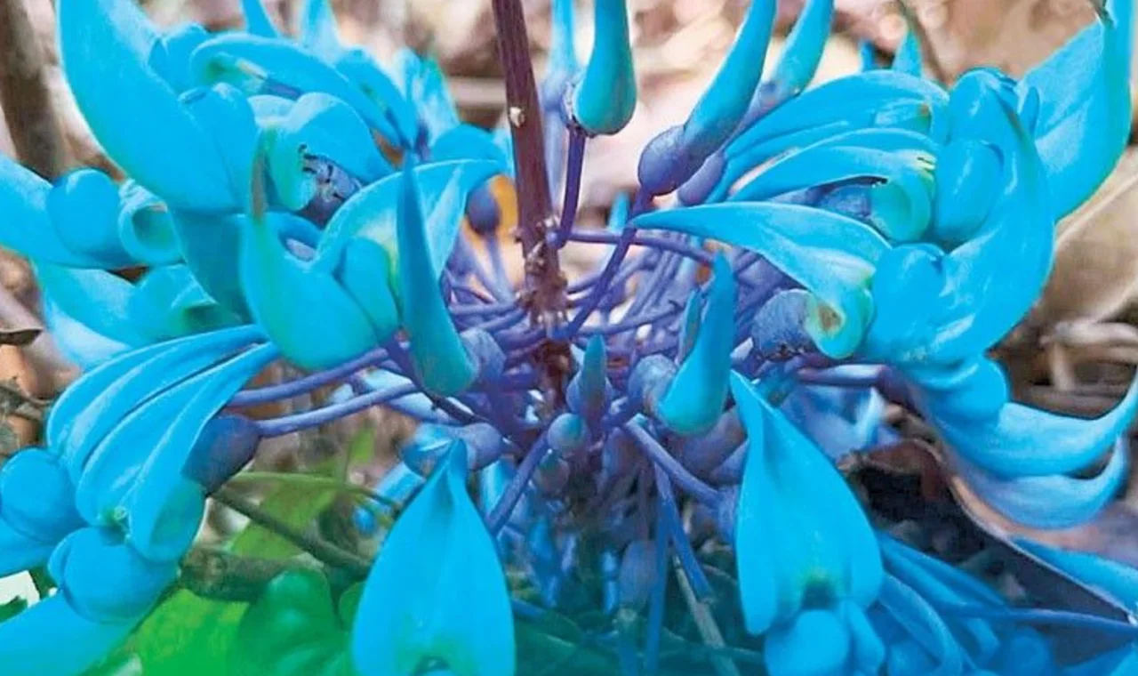 菲律宾发现稀有物种,具有世界意义