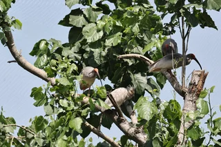 In pics: Crested ibises thrive at breeding center in Shaanxi