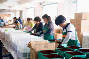 订单超650万根 浙江遂昌长粽闯出亿元产业路