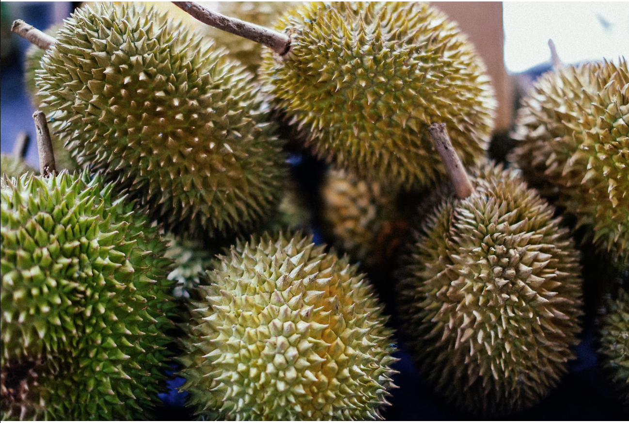 庆丰收！马来西亚商人免费发榴莲