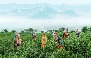 浙江丽水:从大山唱向世界 畲歌激活古村新活力